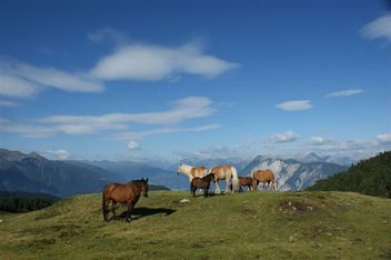 Tiroler Fauna