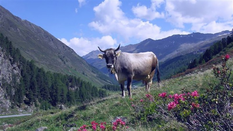 Tiroler Grauvieh